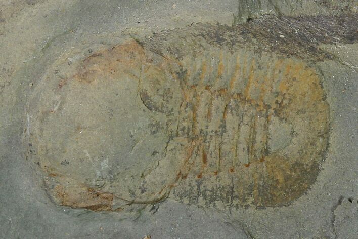 Pelagic Trilobite (Cyclopyge) Fossil - El El Kaid Rami, Morocco #140526